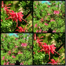 Grevillea Nancy Otzen x 1 Plants Red Flowering Native Garden Shrubs Bush Hedge Hardy Drought Frost Bird Attracting lanigera x rosmarinifolia hybrid